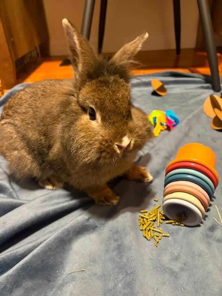 Enlarge Baked Beans, a ADOPTABLE Lionhead in St. Charles, MO image 4/4