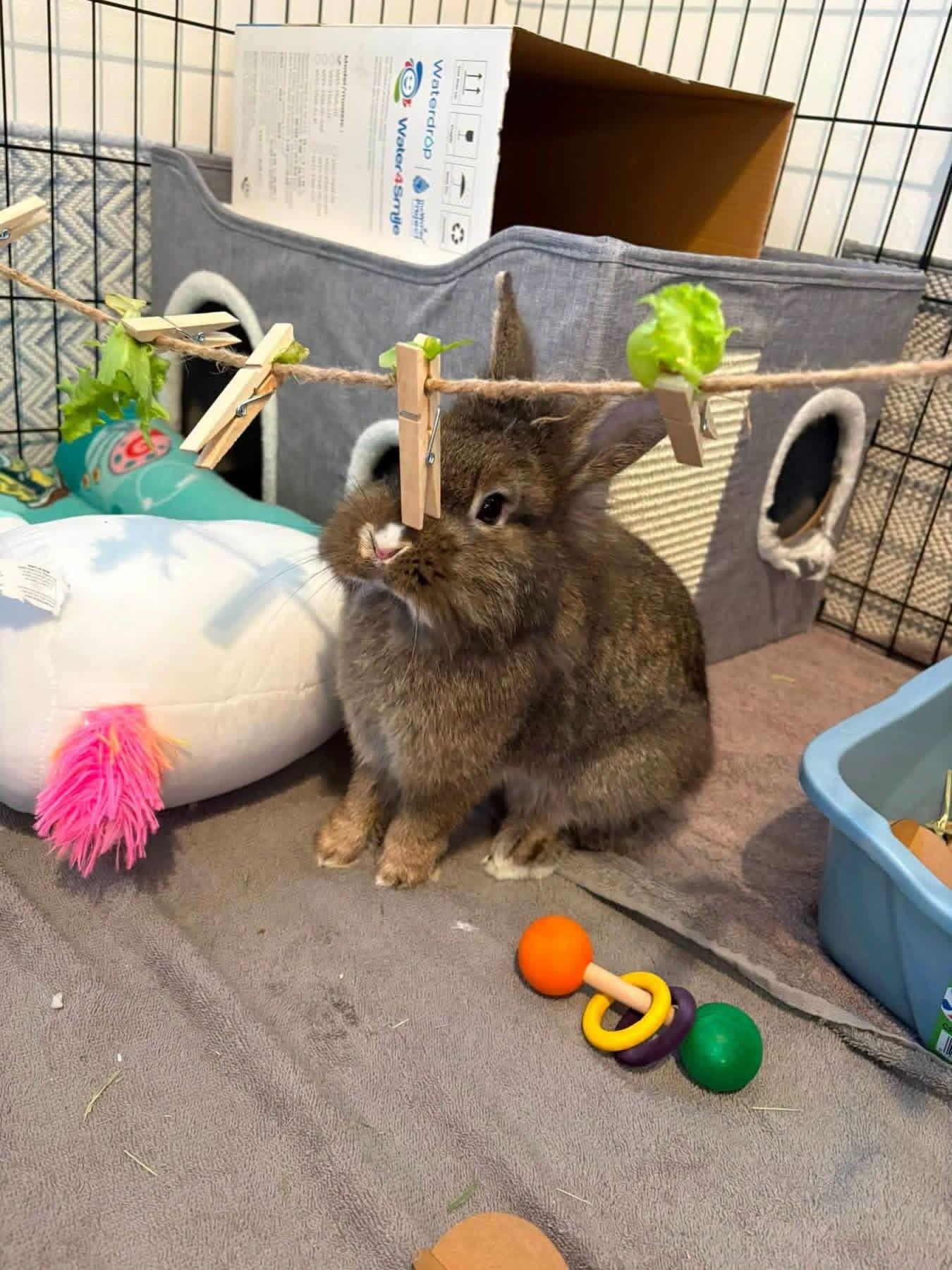 Baked Beans, ADOPTABLE, Young Male Lionhead.