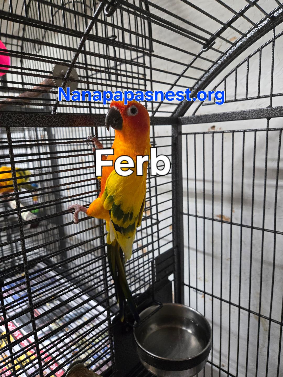 Ferb, Adoptable, Adult Male Conure.