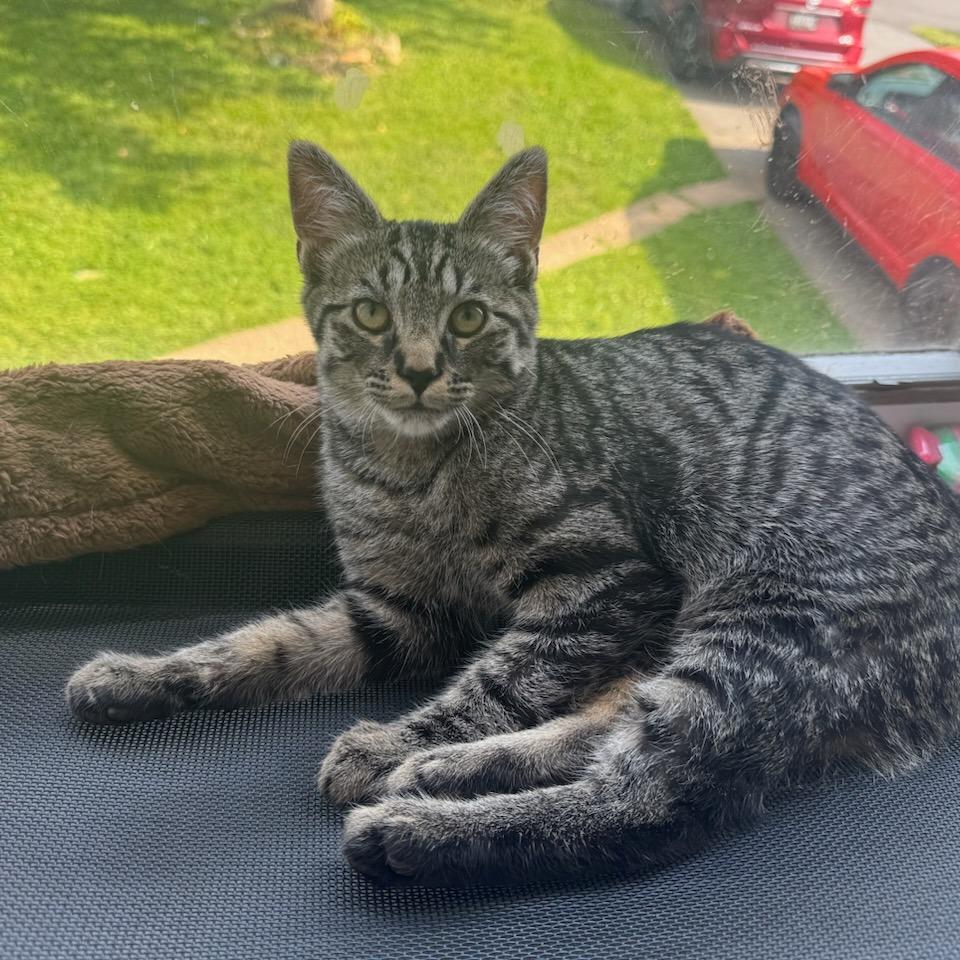 Enlarge Roger, a Adoptable Domestic Medium Hair in Bel Air, MD image 1/2