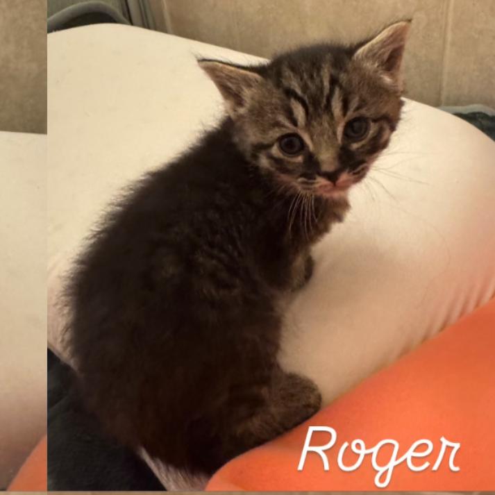 Roger, Adoptable, Kitten Female Domestic Medium Hair.