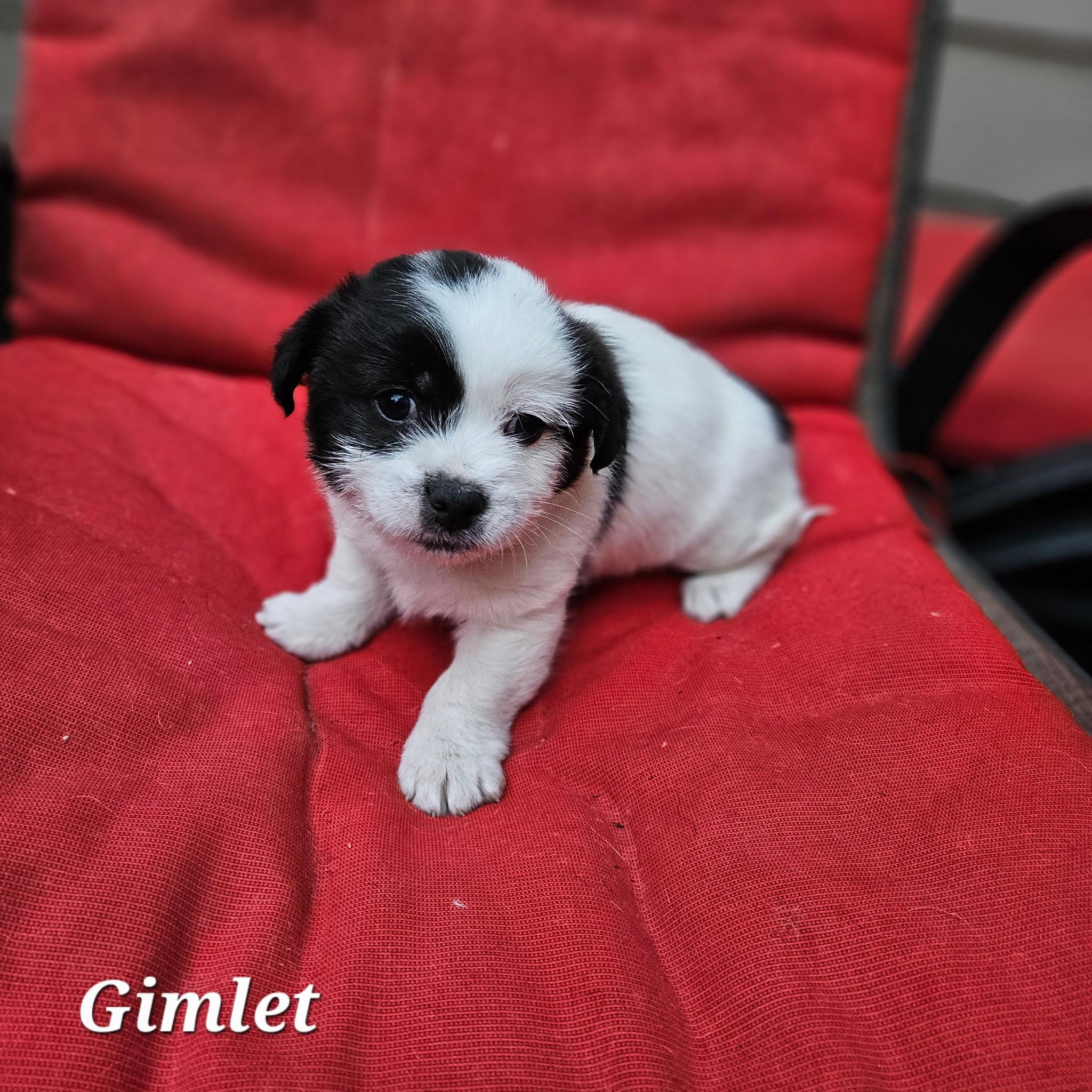 Gimlet , adopted, Puppy Male Tibetan Terrier & Chihuahua.