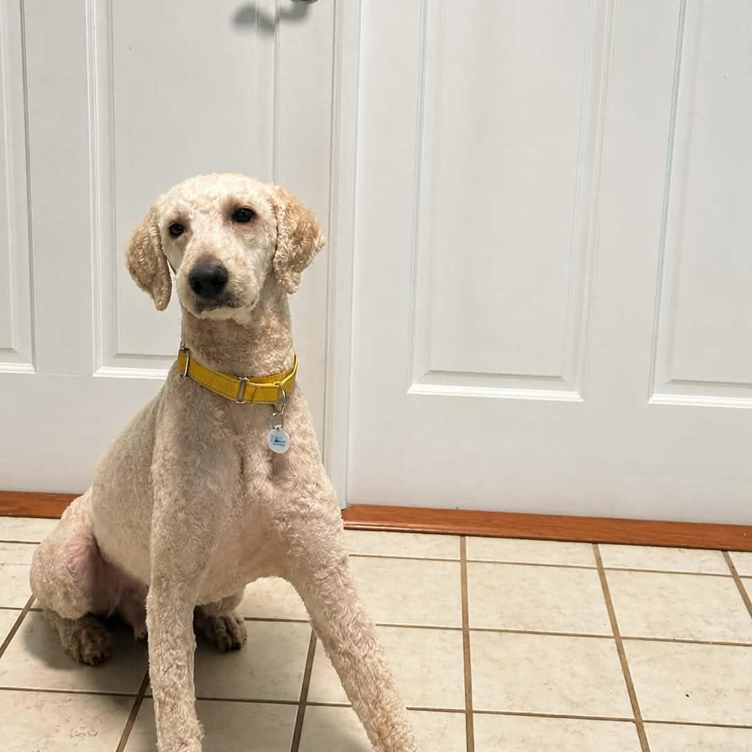 Enlarge Teddy, an adopted Goldendoodle in Winter haven, FL image 1/1