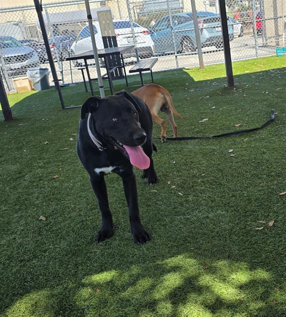 MARKY MARK, Adoptable, Young Male Labrador Retriever.