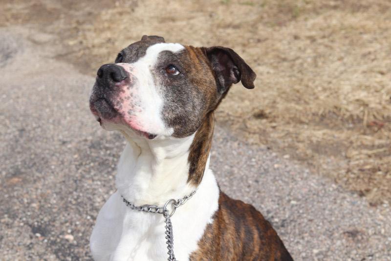 Enlarge Dudley, a ADOPTABLE Mixed Breed in Ionia, MI image 3/6