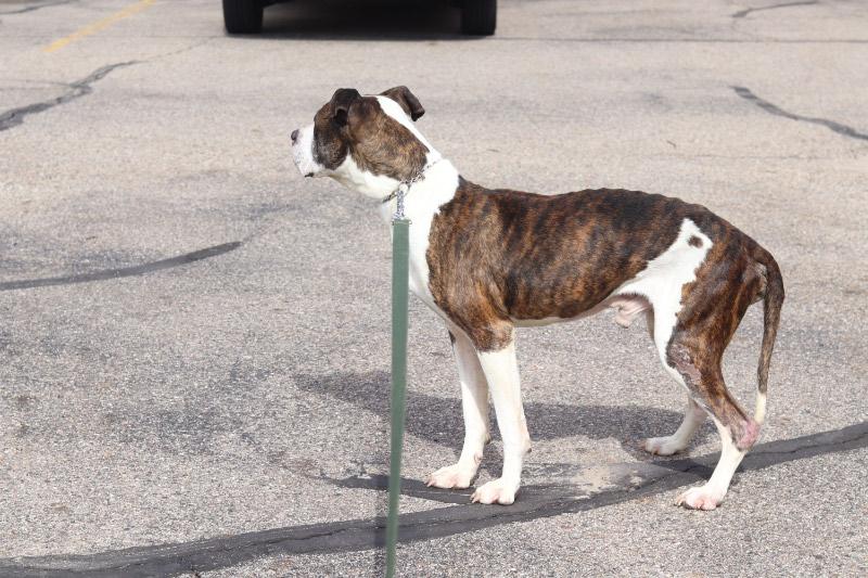 Enlarge Dudley, a ADOPTABLE Mixed Breed in Ionia, MI image 6/6