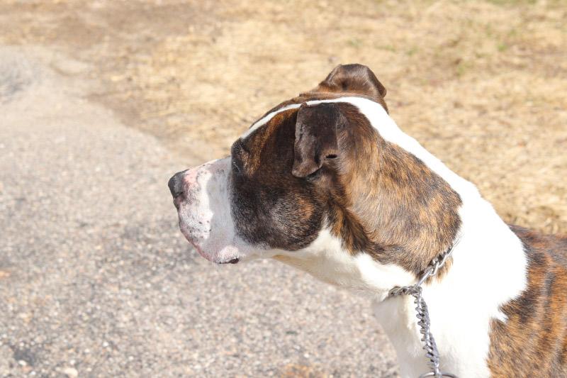 Enlarge Dudley, a ADOPTABLE Mixed Breed in Ionia, MI image 5/6