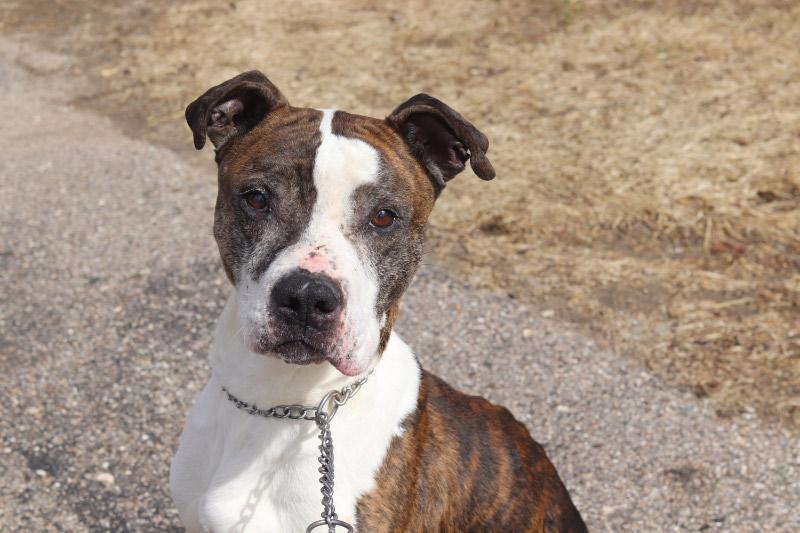 Enlarge Dudley, a ADOPTABLE Mixed Breed in Ionia, MI image 1/6