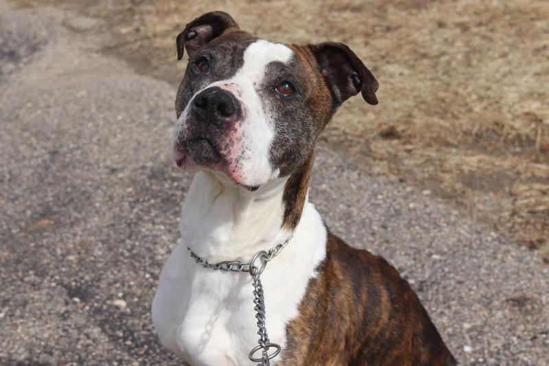 Enlarge Dudley, a ADOPTABLE Mixed Breed in Ionia, MI image 2/6