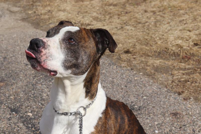 Enlarge Dudley, a ADOPTABLE Mixed Breed in Ionia, MI image 4/6