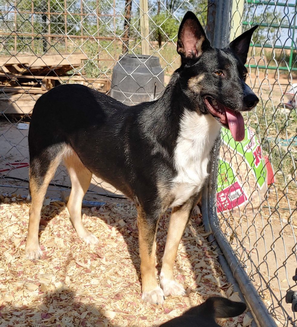 Enlarge Missy, a Adoptable mixed breed image 7/8