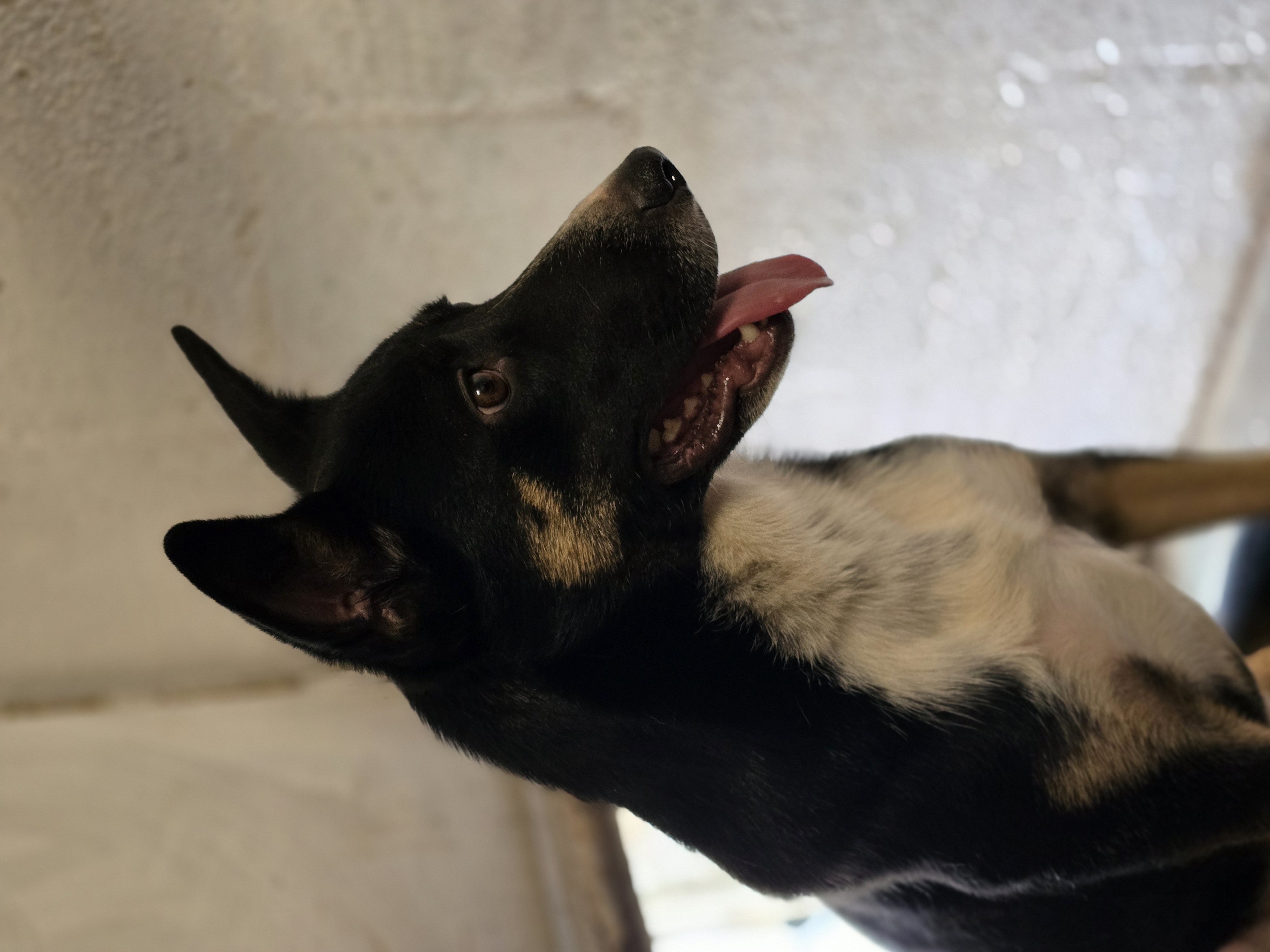 Missy, Adoptable, Adult Female Border Collie & Rat Terrier.