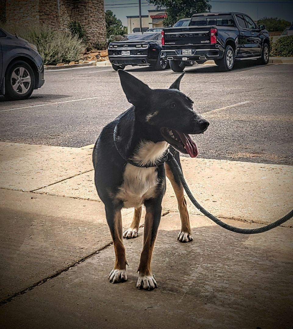 Enlarge Missy, a Adoptable mixed breed image 8/8