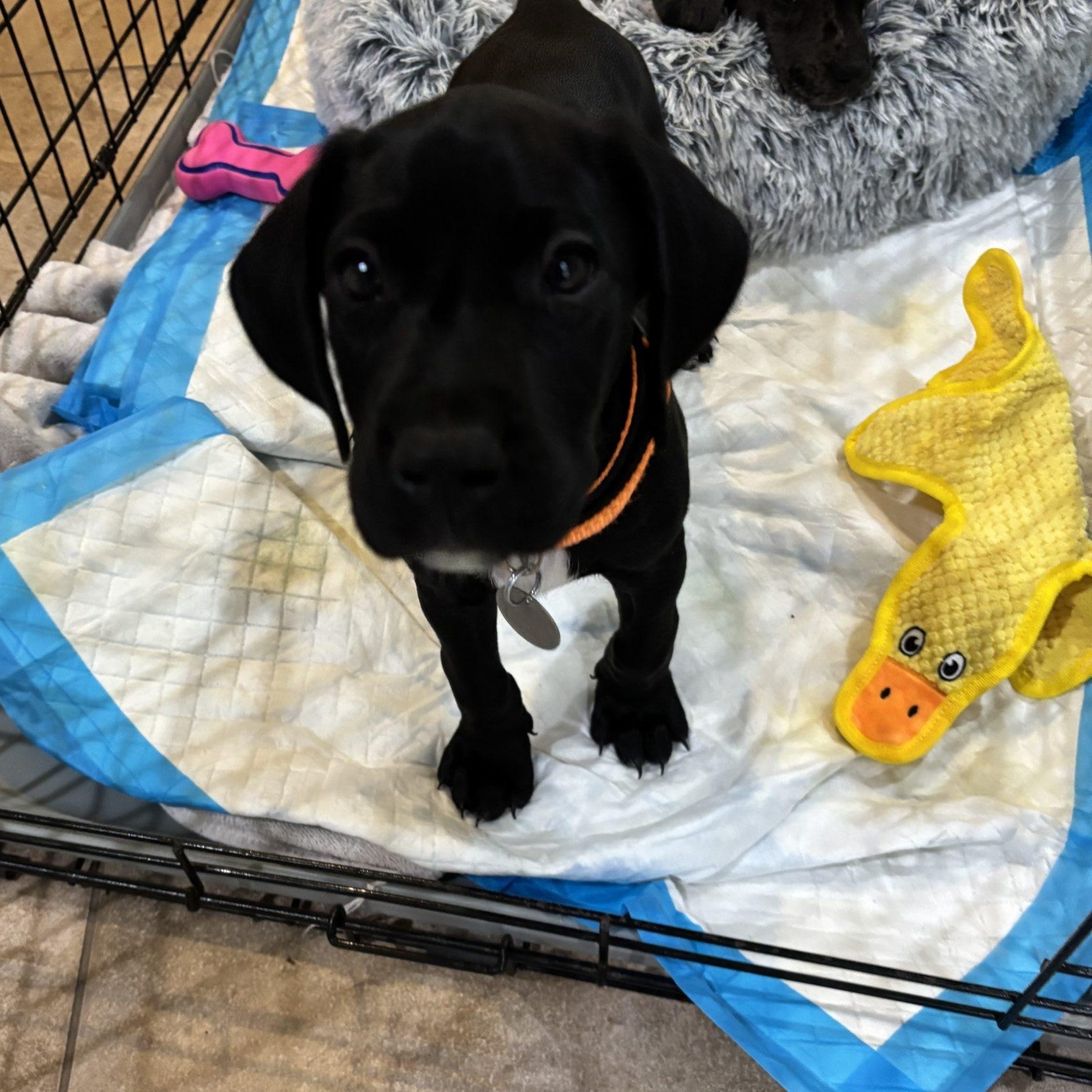 Enlarge Pongo, a ADOPTABLE Great Dane in Martinsburg, WV image 2/2
