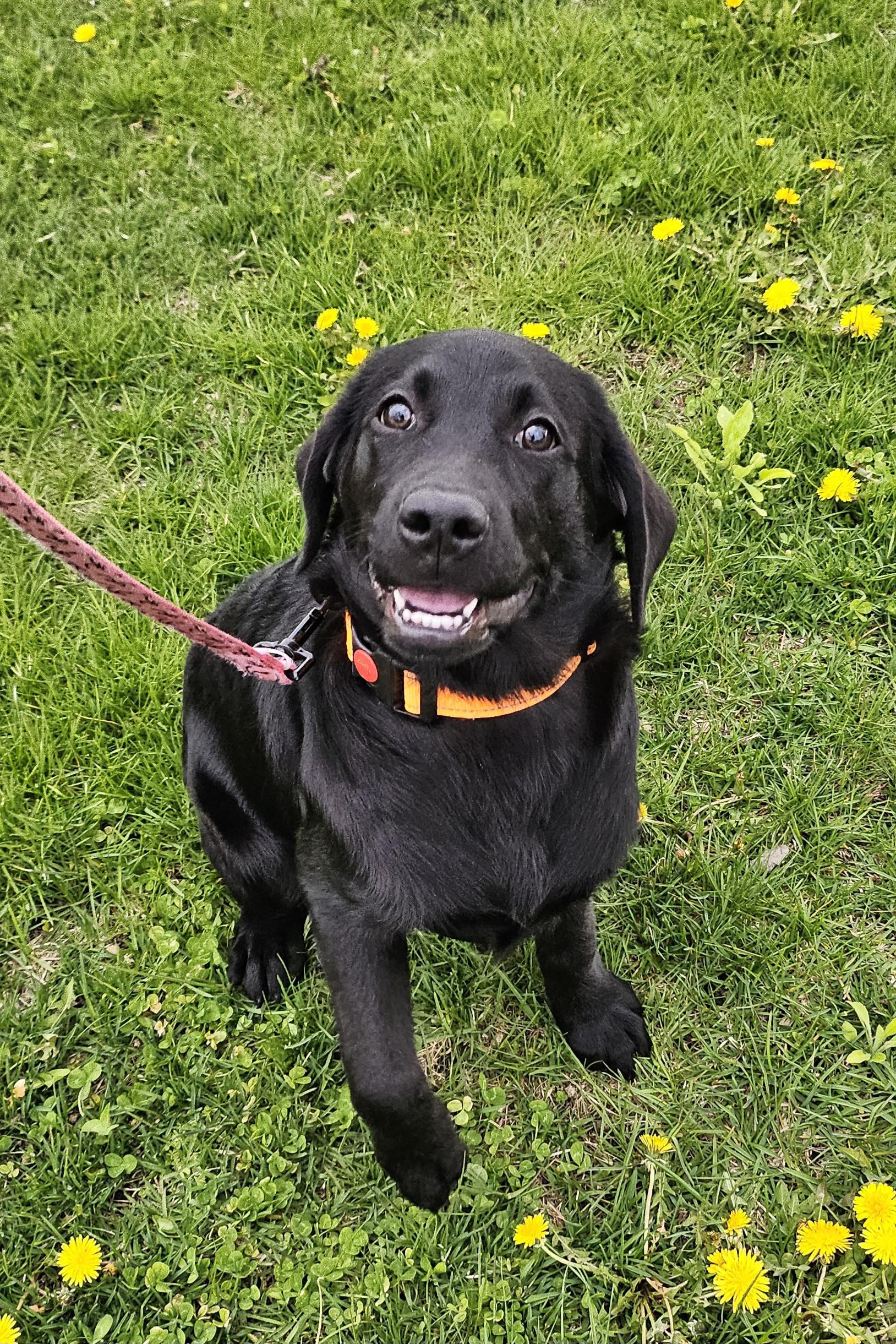 Penny, adopted, Puppy Female Black Labrador Retriever.