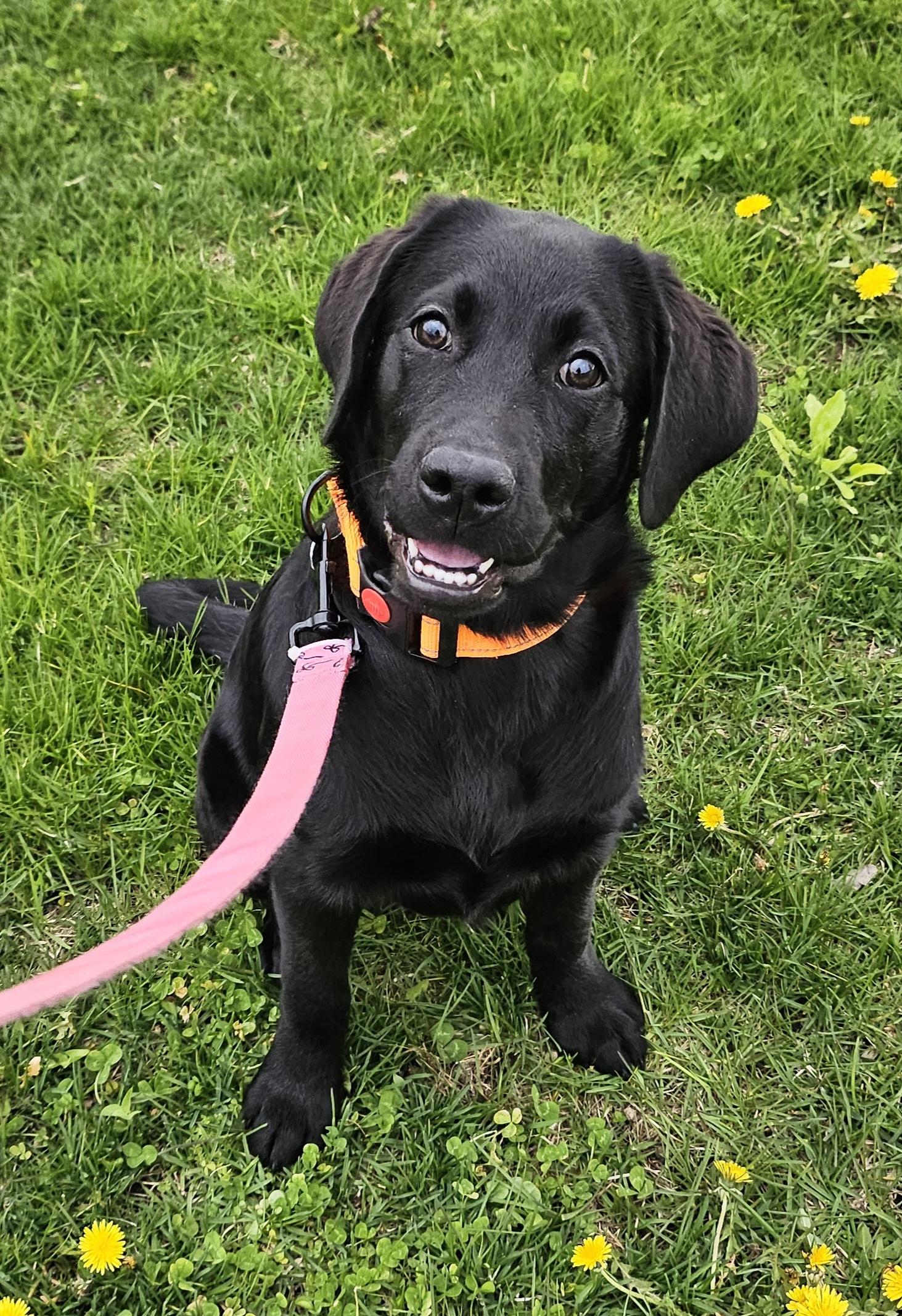 Penny, an adopted Black Labrador Retriever in Salem, NH image 2/2