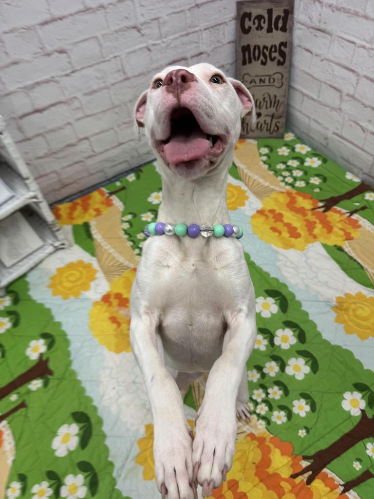 Patty O'Paws, Adoptable, Young Female Mixed Breed.