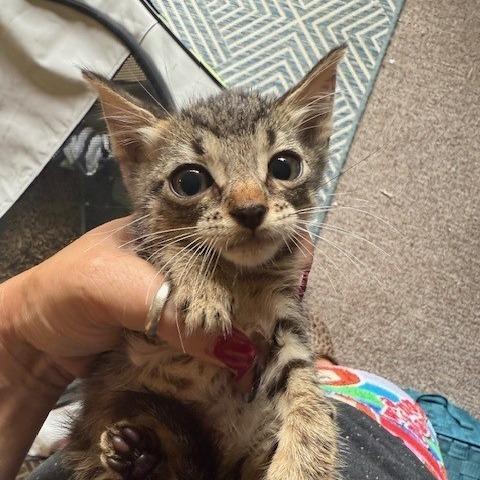 zion, Adoptable, Kitten Male Domestic Short Hair.