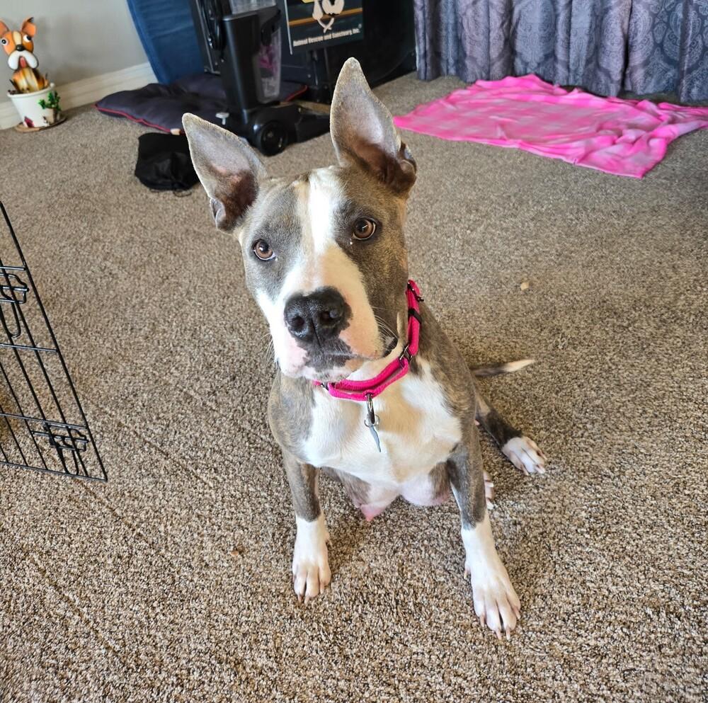 Enlarge Opal - O Litter Mom - FOSTER NEEDED, a Adoptable Pit Bull Terrier in Seattle, WA image 2/3