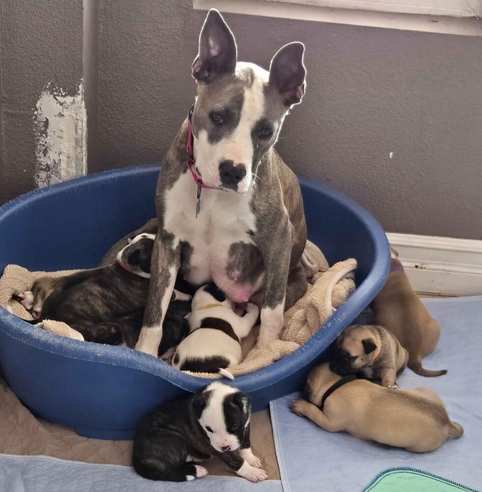 Enlarge Opal - O Litter Mom - FOSTER NEEDED, a Adoptable Pit Bull Terrier in Seattle, WA image 3/3