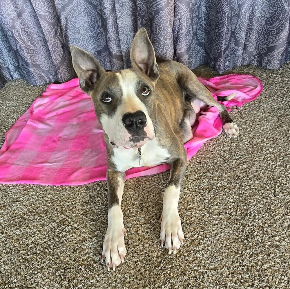 Opal - O Litter Mom - FOSTER NEEDED, Adoptable, Adult Female Pit Bull Terrier.