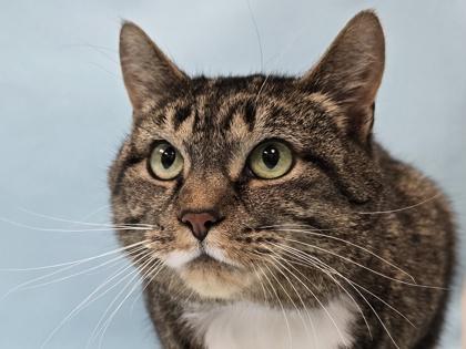 Enlarge Georgia Bean, a Adoptable Domestic Short Hair in Golden Valley, MN image 1/1