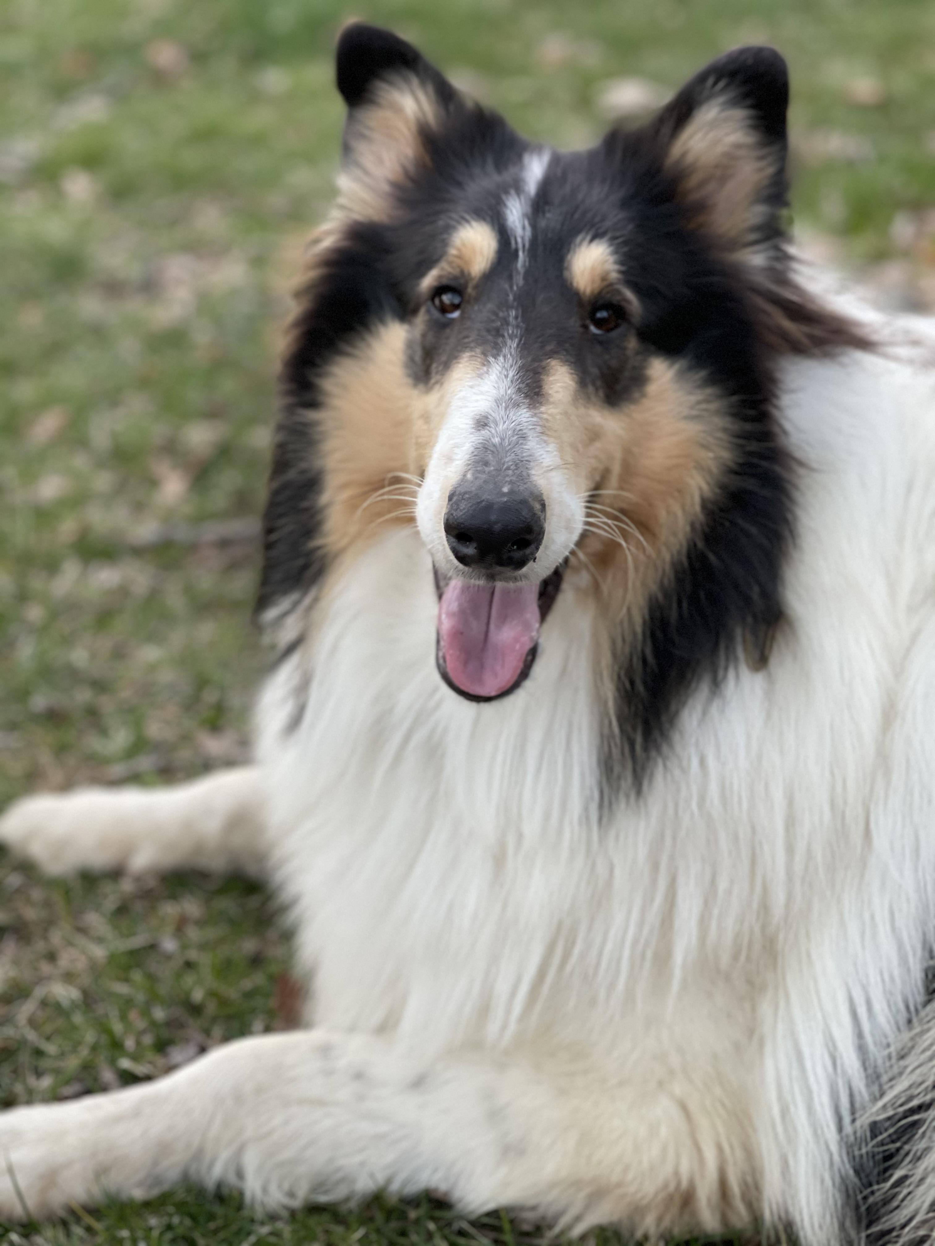 Esme, Adopted, Adult Male Rough Collie.