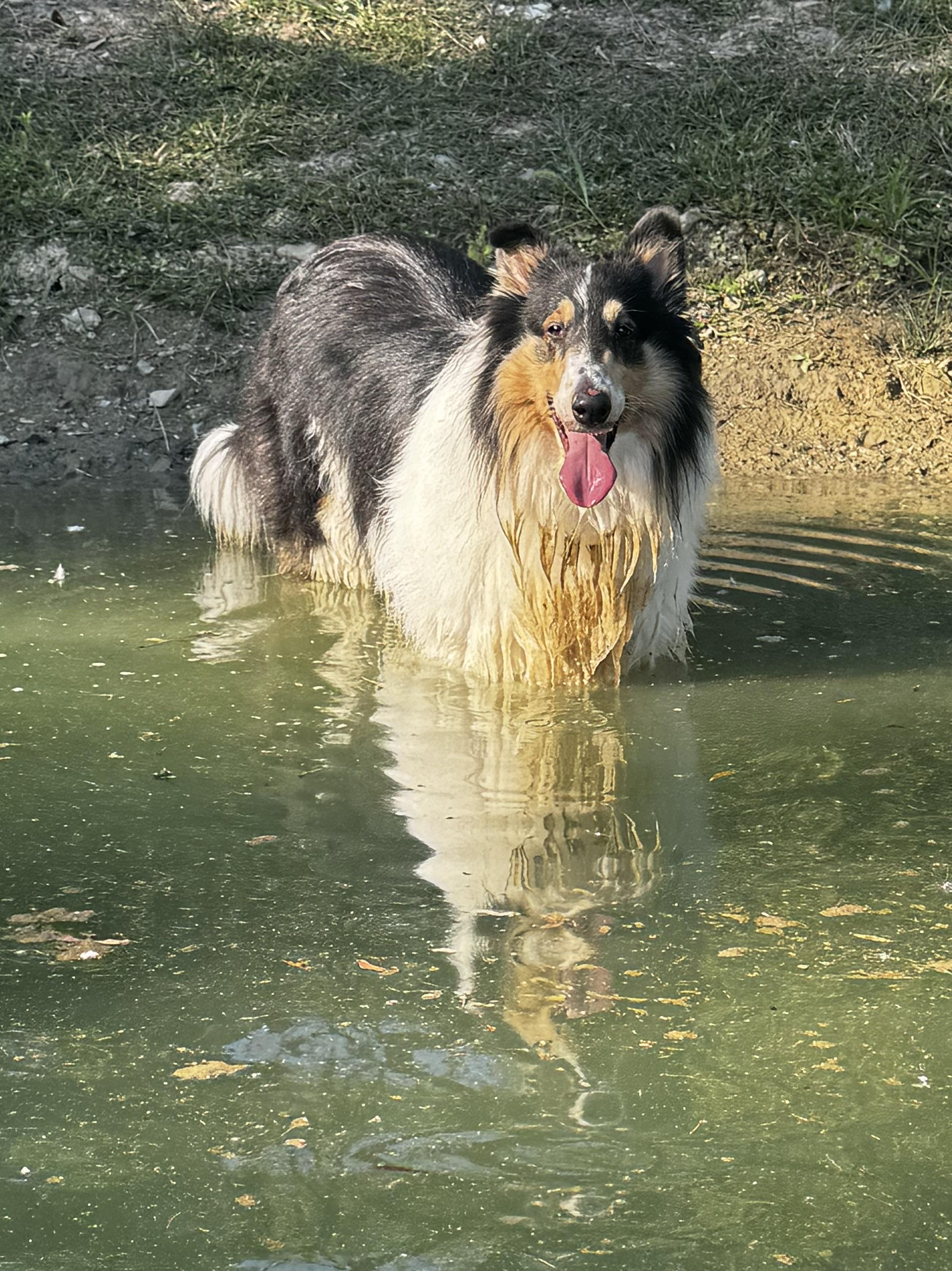 Enlarge Esme, a Adopted Rough Collie in Elyria, OH image 2/6