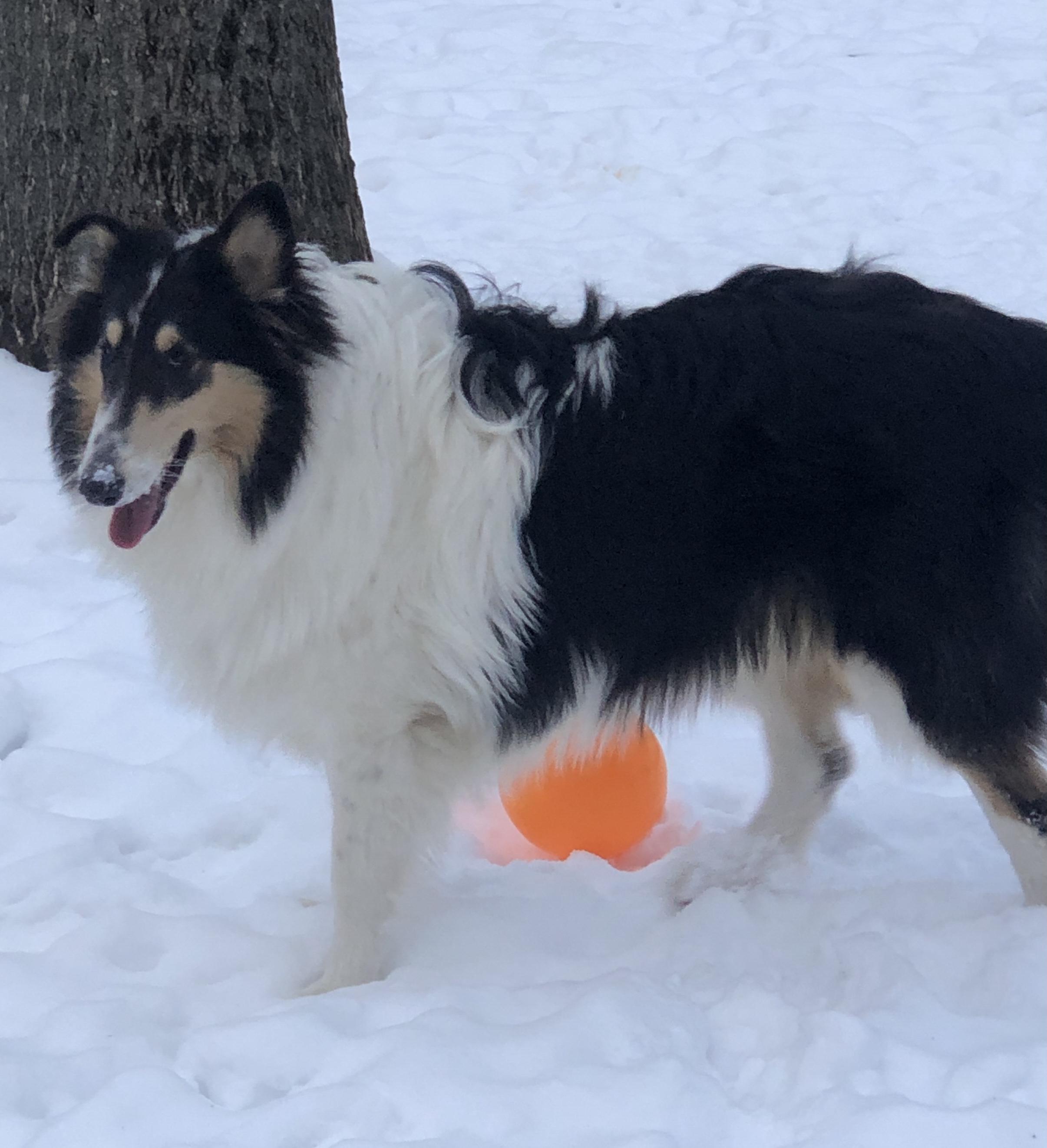 Enlarge Esme, a Adopted Rough Collie in Elyria, OH image 3/6