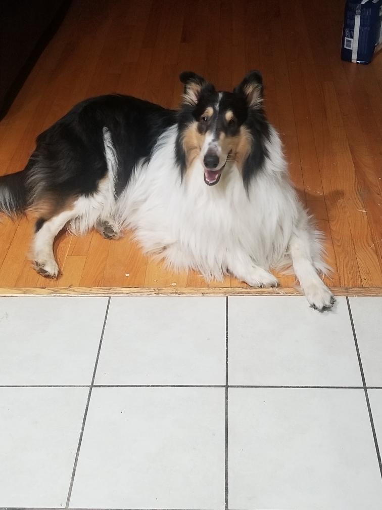 Enlarge Esme, a Adopted Rough Collie in Elyria, OH image 4/6