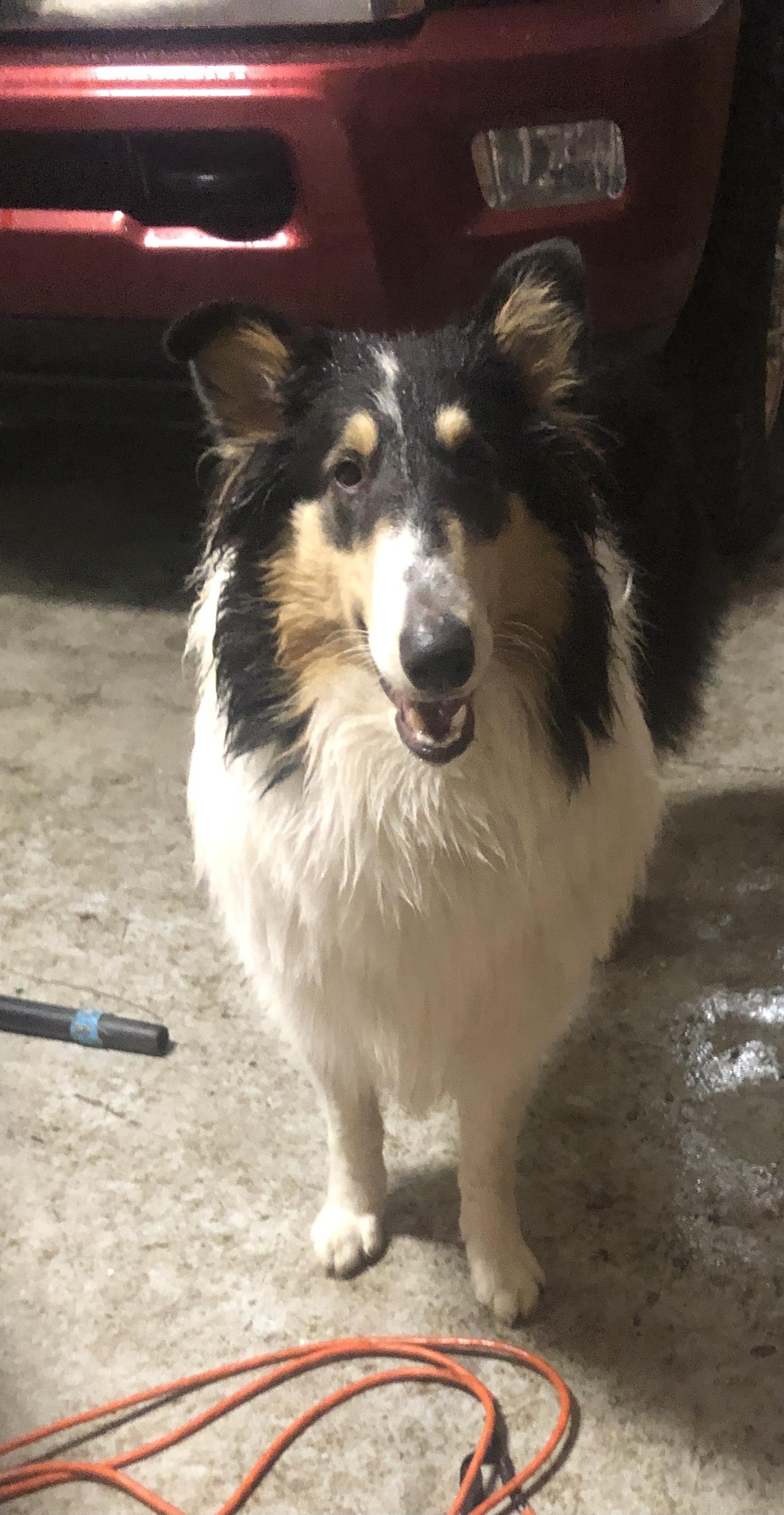 Enlarge Esme, a Adopted Rough Collie in Elyria, OH image 5/6