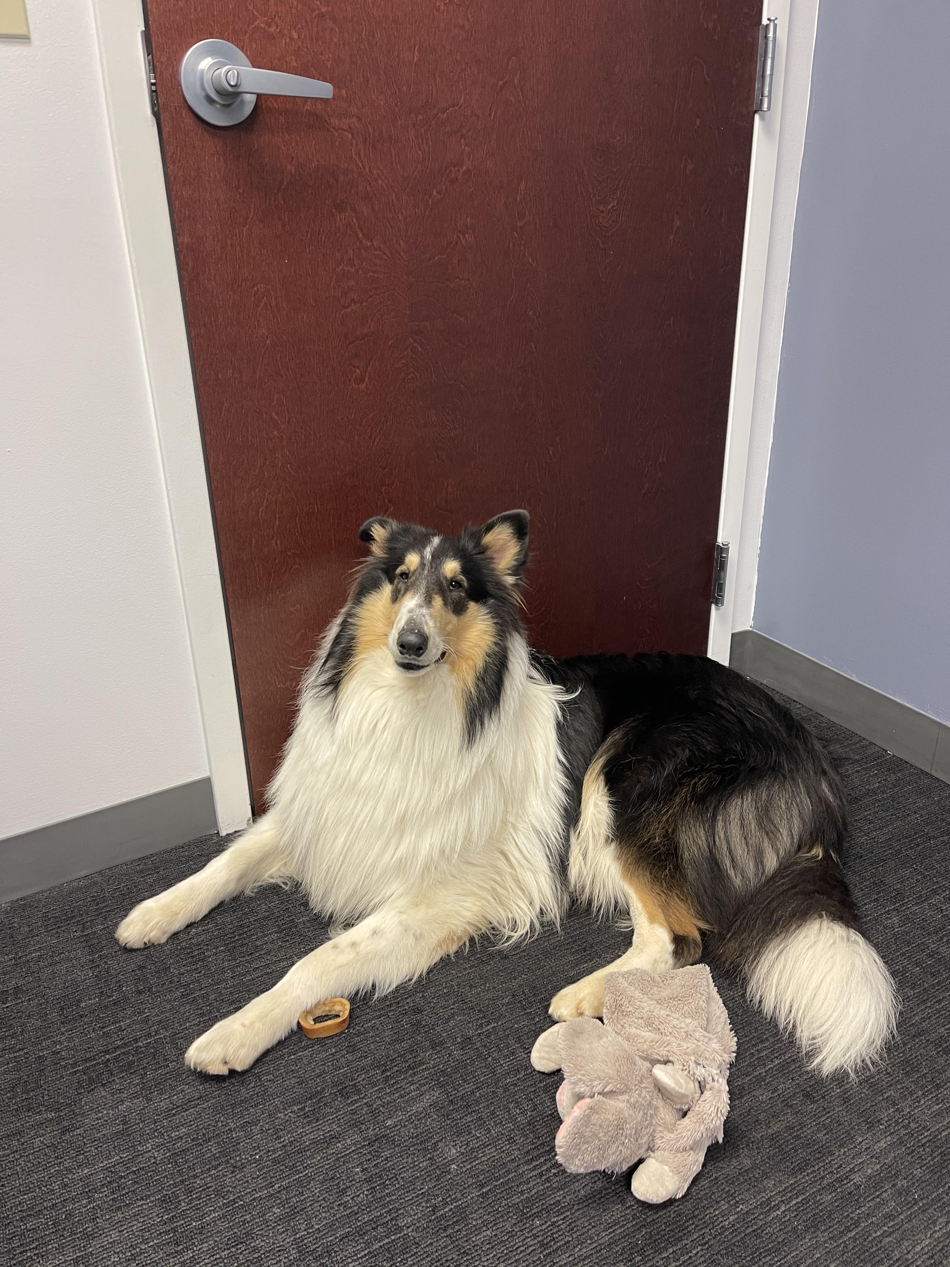 Enlarge Esme, a Adopted Rough Collie in Elyria, OH image 6/6
