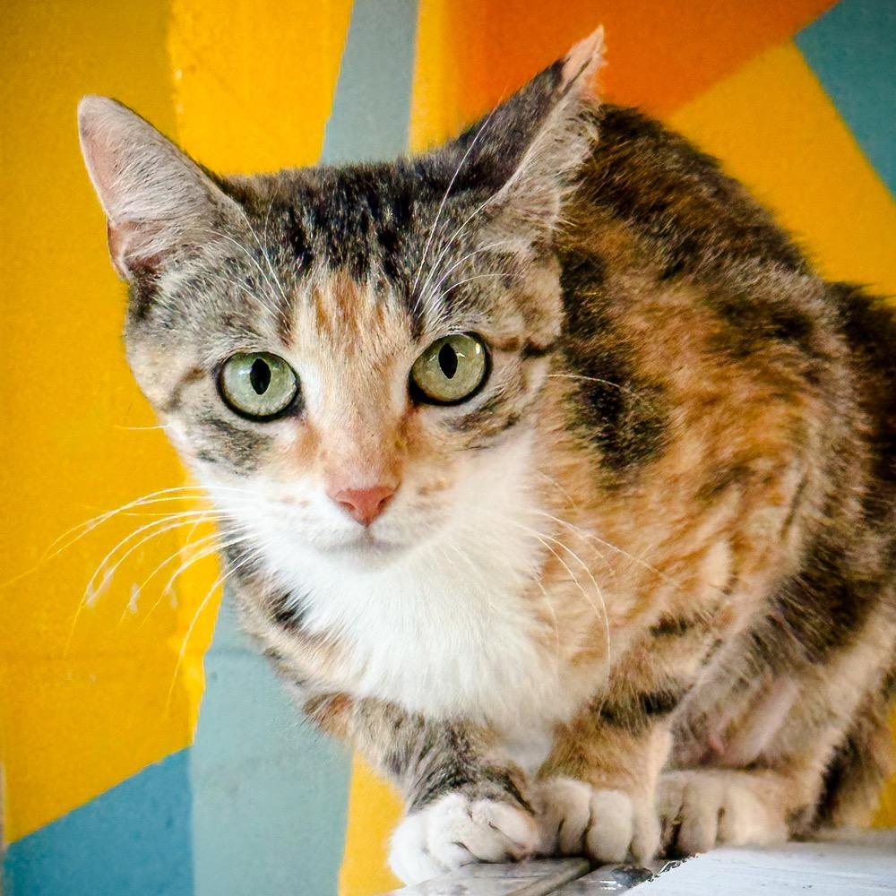 Enlarge Penelope, a Adoptable mixed breed in Saint Petersburg, FL image 1/2