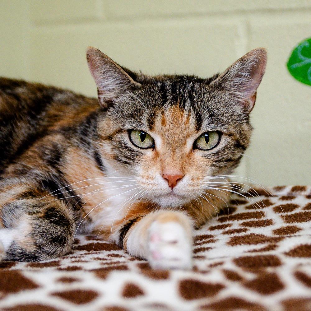 Penelope, a Adoptable mixed breed in Saint Petersburg, FL image 2/2