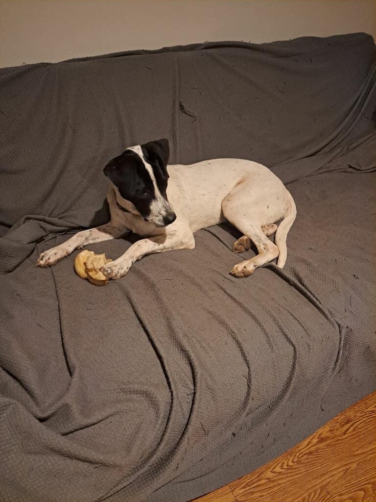 Clifford, Adoptable, Young Male Mixed Breed.