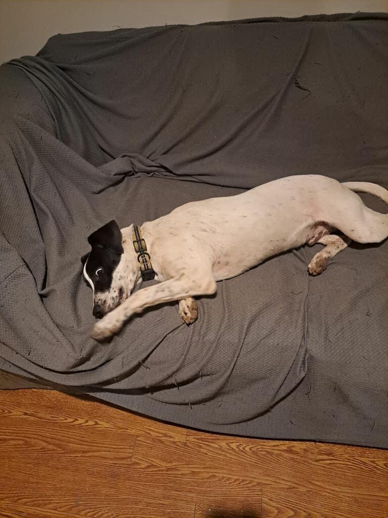 Clifford, a Adoptable Mixed Breed in Oklahoma City , OK image 2/3