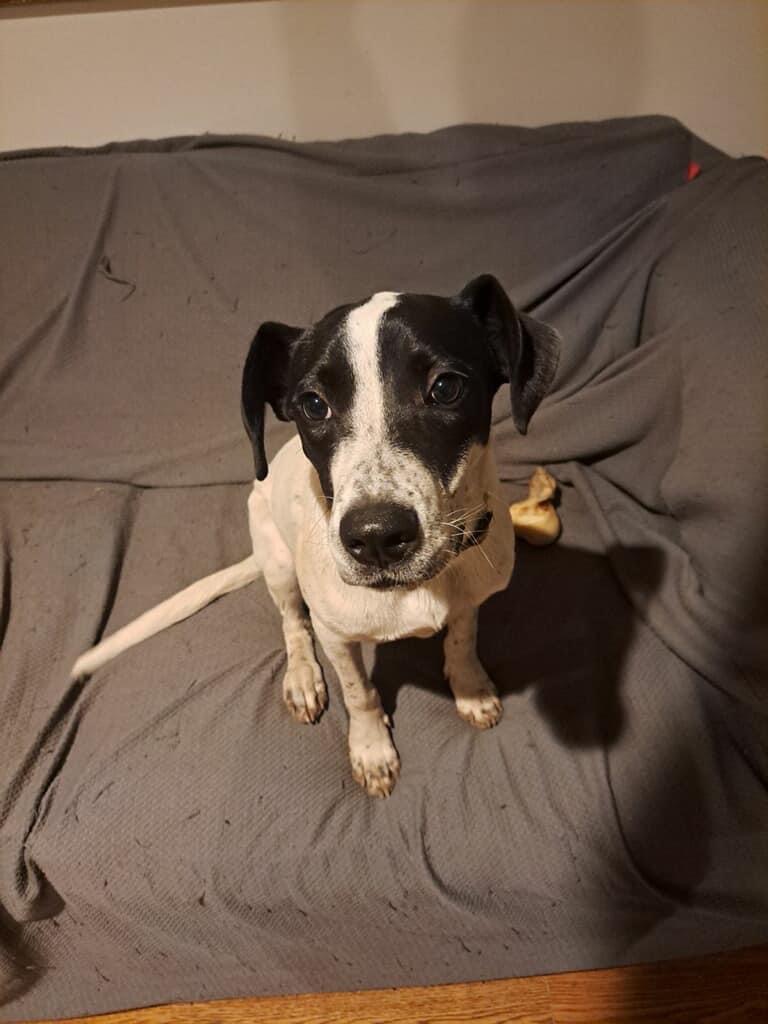 Clifford, a Adoptable Mixed Breed in Oklahoma City , OK image 3/3
