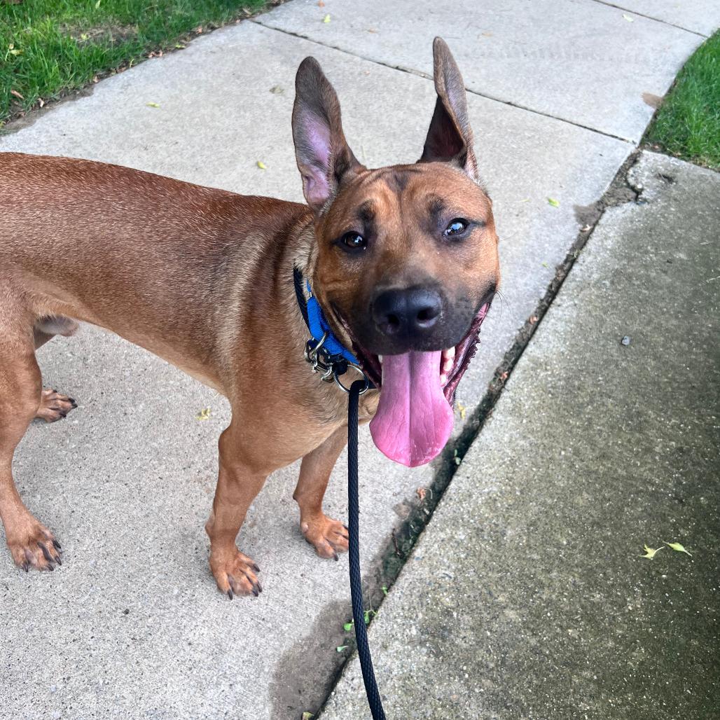 Timber, Adoptable, Adult Male Shepherd & Mixed Breed.