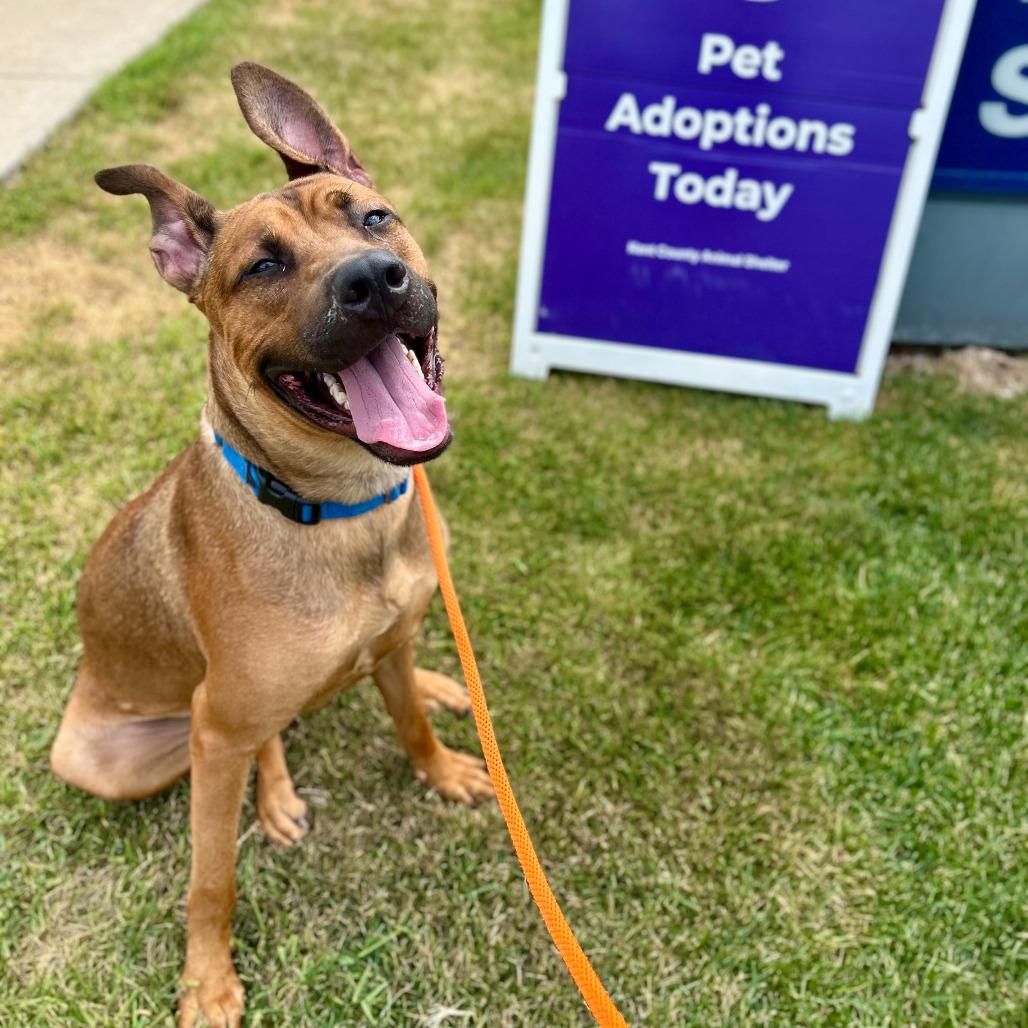 Enlarge Timber, a Adoptable mixed breed in Grand Rapids, MI image 2/4