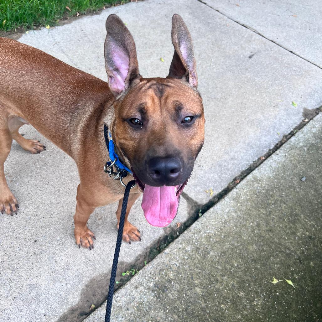 Enlarge Timber, a Adoptable mixed breed in Grand Rapids, MI image 3/4