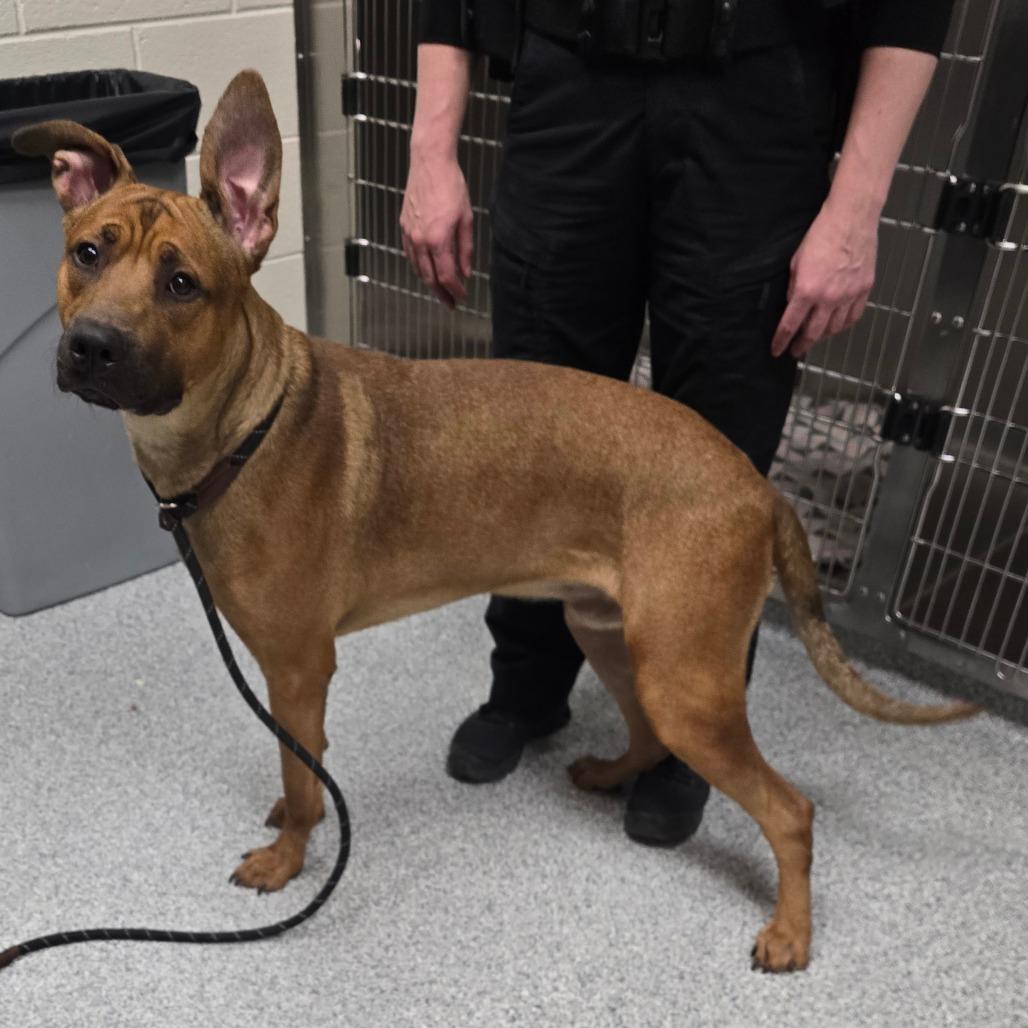 Enlarge Timber, a Adoptable mixed breed in Grand Rapids, MI image 4/4