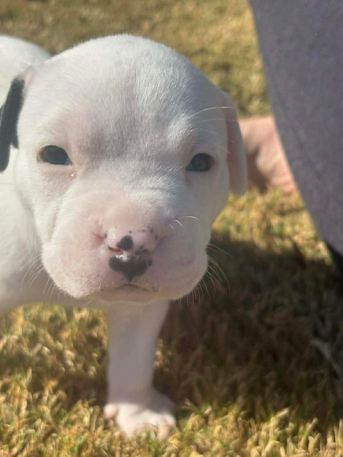 Elsa, Adoptable, Puppy Female Collie & American Staffordshire Terrier.