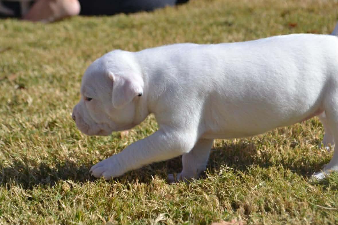 Elsa, a Adoptable mixed breed in Dallas, TX image 2/3