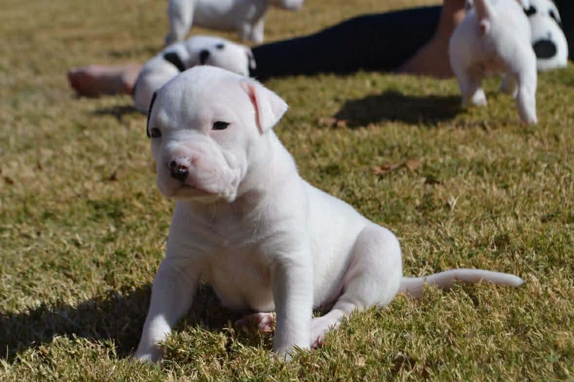 Elsa, a Adoptable mixed breed in Dallas, TX image 3/3