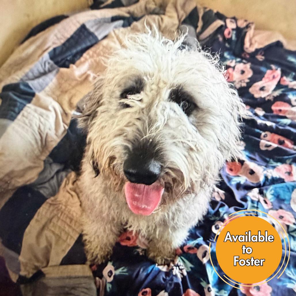 Bart, Adoptable, Young Male Golden Retriever & Poodle.