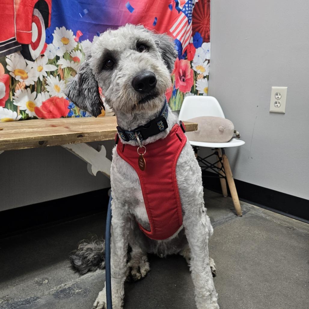 Bart, Adoptable, Young Male Golden Retriever & Poodle.