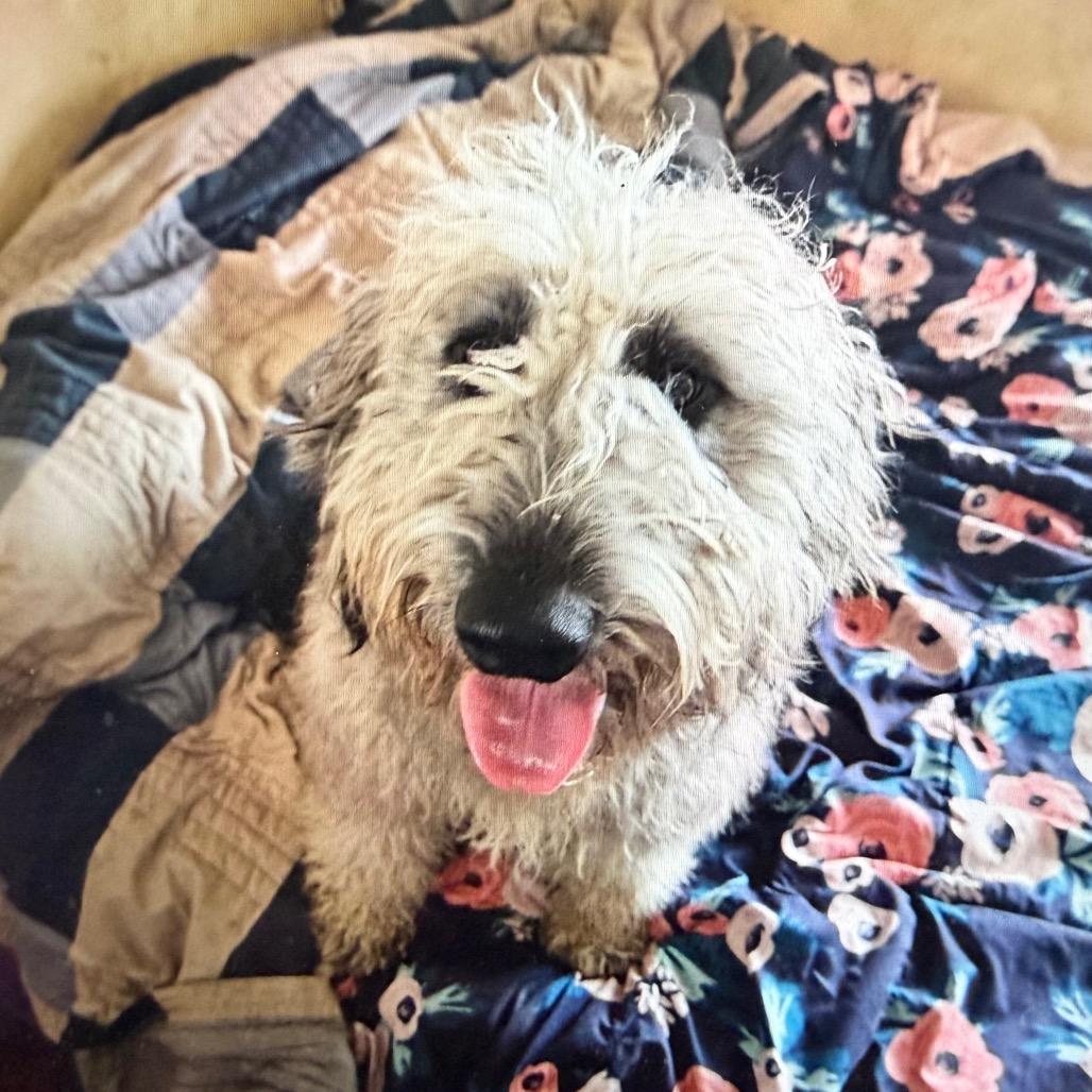 Enlarge Bart, a Adoptable mixed breed in Normal, IL image 2/4