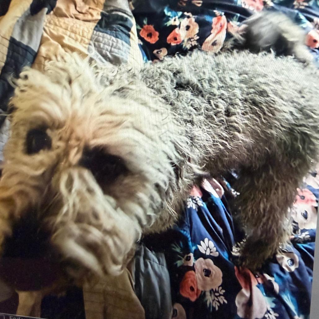 Enlarge Bart, a Adoptable mixed breed in Normal, IL image 3/4