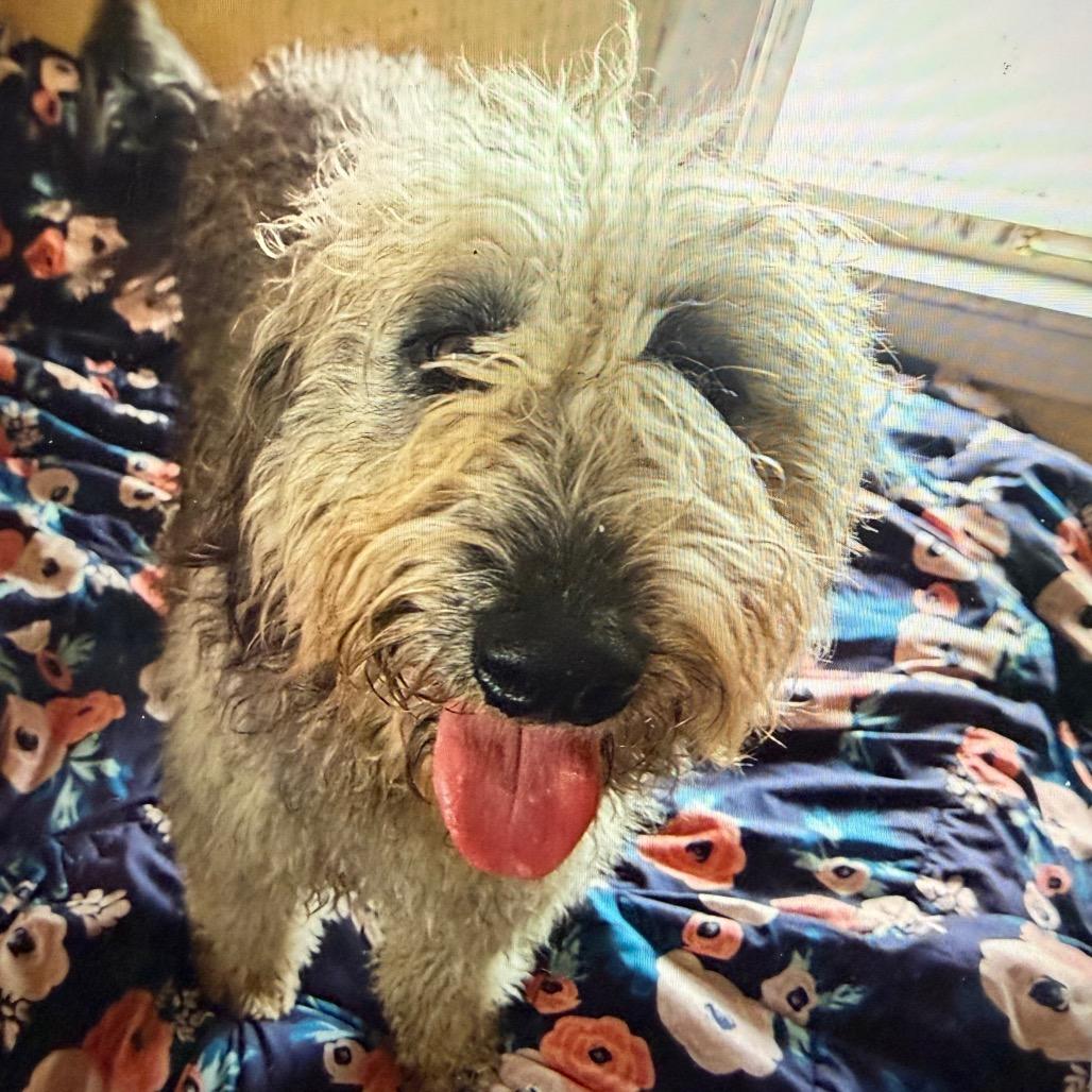 Enlarge Bart, a Adoptable mixed breed in Normal, IL image 4/4