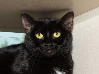 Vivienne, Adoptable, Adult Female Domestic Short Hair & Domestic Short Hair.